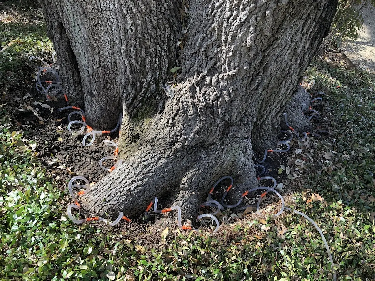 Detailed Tree Cabling and Bracing job site in Seaford